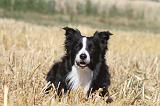 BORDER COLLIE 112
